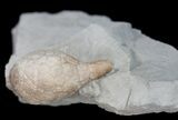 D Cystoid (Holocystites) Fossil From Indiana #11465-2